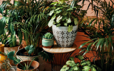 How to Choose Beautiful Plant Containers for Your Garden