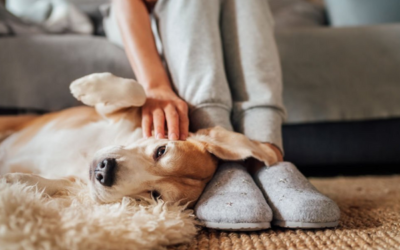 What to Look for in a House if You Have Pets