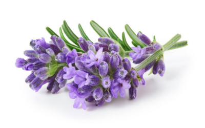 Lavender – Its Benefits & How to Grow the Miraculous Purple Flower