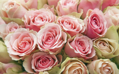 Roses: The Meaning of Happiness!