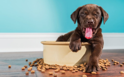 The Best for Your Dog – Dog Food Deals and Coupons