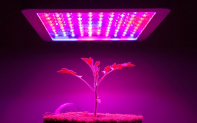 An Insight into the Vegetative/Flowering Light Cycles of Plants