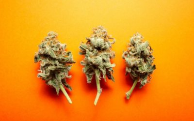 Understanding Cannabidiol and How It Actually Helps