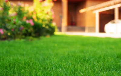 4 Things You Should Not Do To Your Lawn