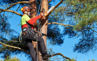 All You Need to Know About Tree Trimming