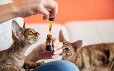 CBD Oil And Pets – What You Should Know