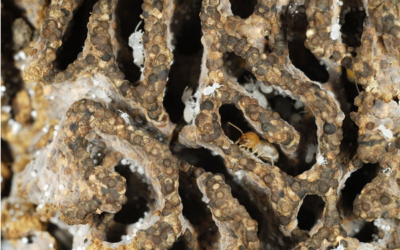 Termites Myths You Should Never Believe