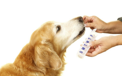 Increase Your Pet’s Quality of Life with Pet Vitamins and Supplements