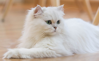 A Complete Guide to Persian Cat Psychology